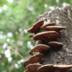Naučte se rozeznat kvalitní houbu Reishi od nekvalitní