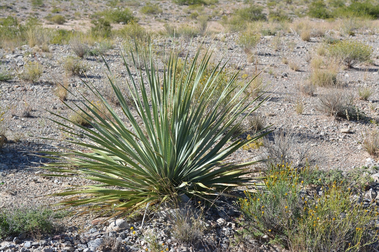 yucca