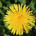 Jarní bylinky vhodné pro zdraví