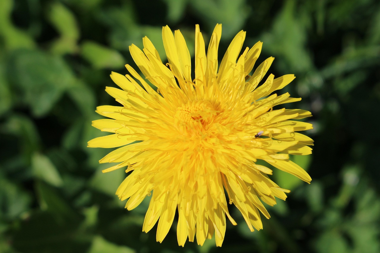dandelion
