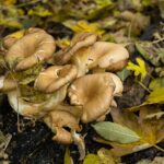 Jaké houby jsou pozitivní pro lidské zdraví?